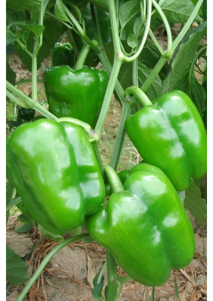 Antep Acı Dolmalık Biber Tohumu / 20+ Adet Tohum modelleri