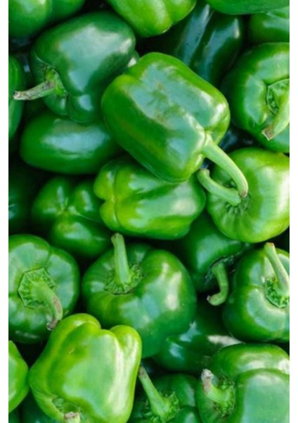 Antep Acı Dolmalık Biber Tohumu / 20+ Adet Tohum fırsatları