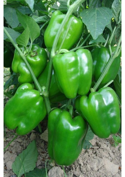 Antep Acı Dolmalık Biber Tohumu / 20+ Adet Tohum indirimleri