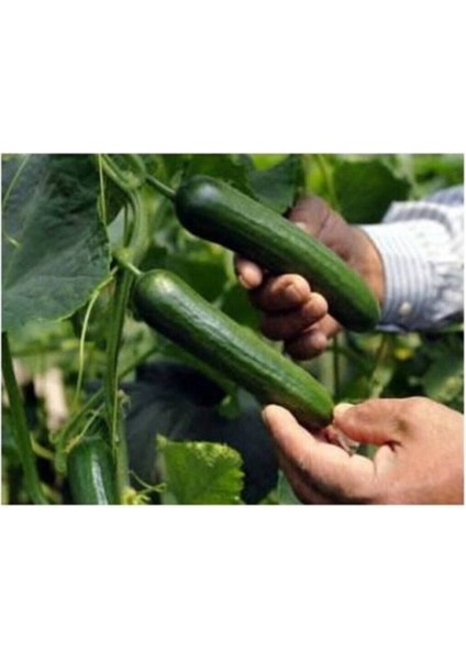 Çok Erkenci 60 Günlük Nadir Salatalık Tohumu