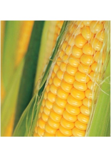 Agrobazaar Golden Bantam Mısır 20 Tohum