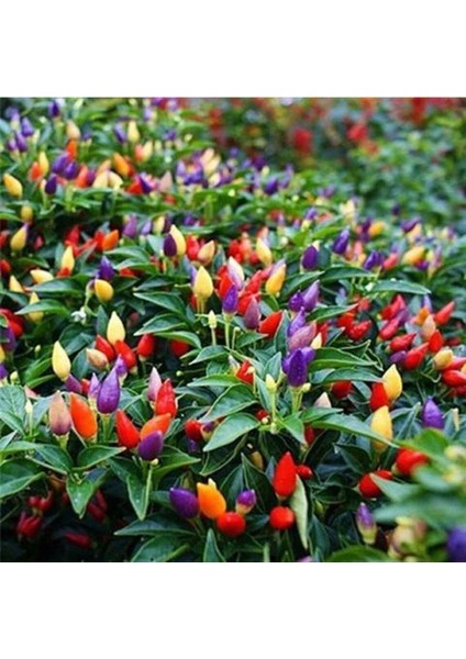 50 Adet Rainbow Süs Biberleri Tohumu