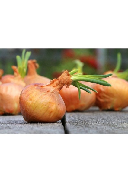100 Adet Organic Vidalia Sweet Soğan Tohumu