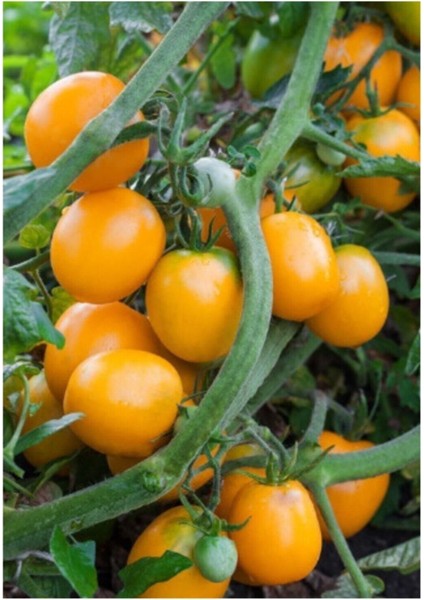 Ithal Nadit Cherry Turuncu Domates Tohumu 10 Adet Tohum