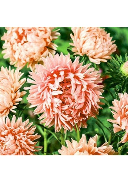 10 Adet Aster Yanina Tohumu