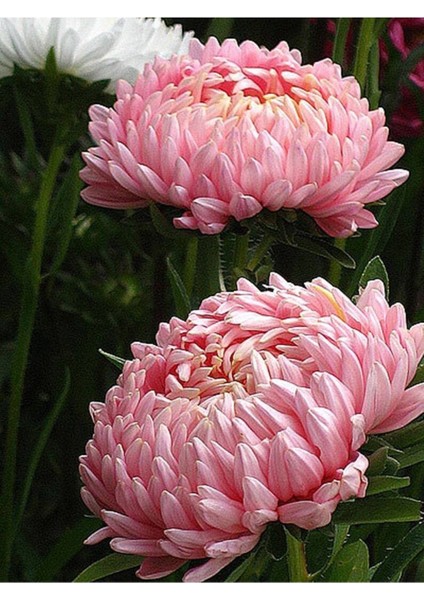 10 Adet Aster Yanina Tohumu