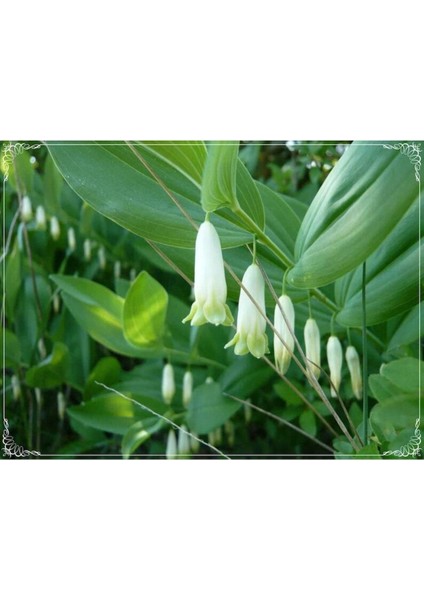 5 Adet Solomon's Seal Tohumu