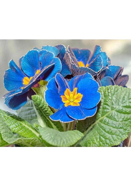20 Adet Mavi English Primrose Primula Vulgaris Çiçeği Tohumu