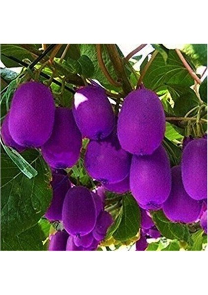 Nadir Ithal Mor Kivi Ağacı Tohumu 5 Adet Tohum Purple Kivi