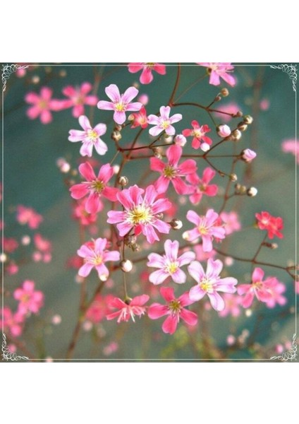 20 Adet Gypsophila Elegance Mixed Spring Starflower Tohumu