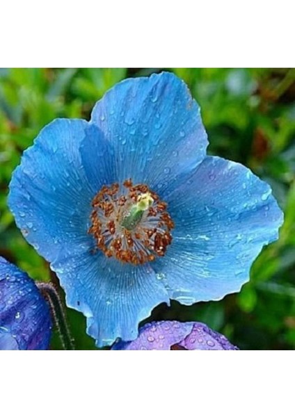 10 Adet Blue Hımalayan Poppy Tohumu