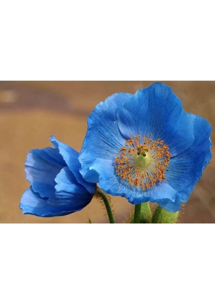 10 Adet Blue Hımalayan Poppy Tohumu