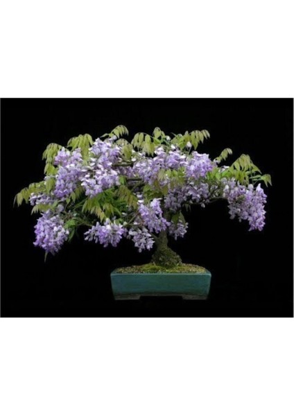 Jakaranda Bonzai Ağacı Tohumu 5 Adet Bonsai Ağacı Tohumu