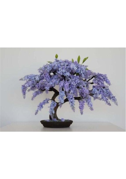 Jakaranda Bonzai Ağacı Tohumu 5 Adet Bonsai Ağacı Tohumu