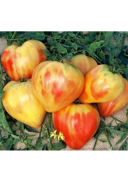 20 Adet Orange Heart Shaped Domates Tohumu