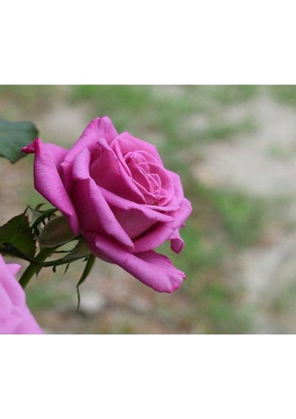 5 Adet Purple Rose, Rosa Setigera Tohumu