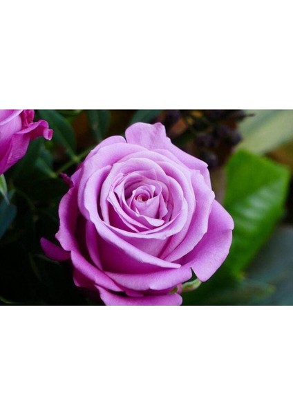 5 Adet Purple Rose, Rosa Setigera Tohumu