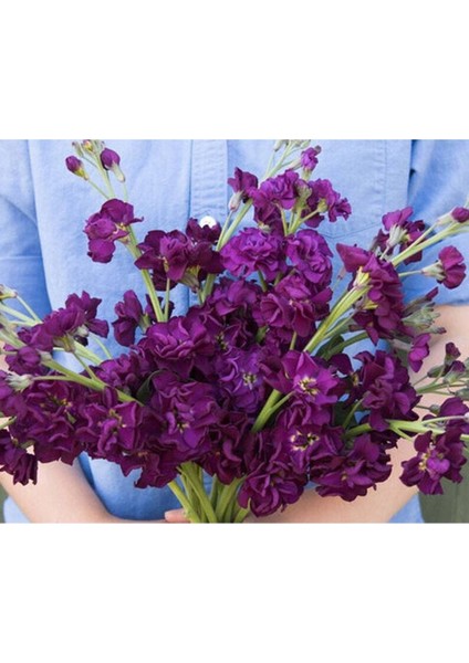 20 Adet Katz Purple Stock Tohumu