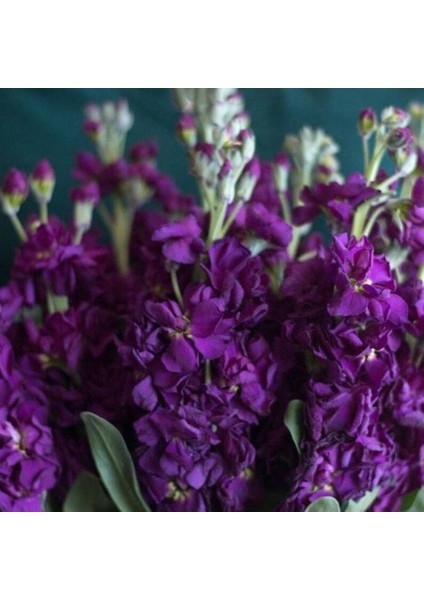 20 Adet Katz Purple Stock Tohumu