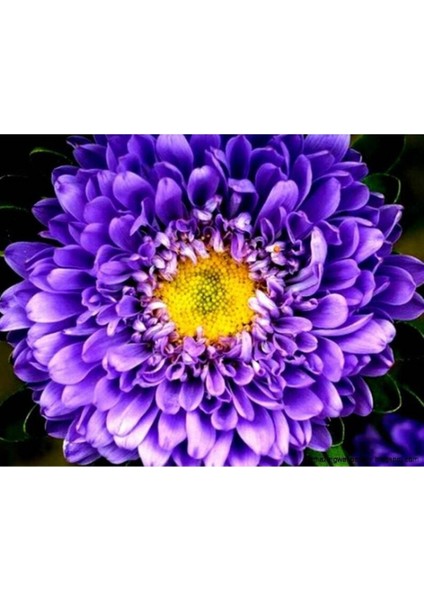 10 Adet Aster Valkyrija Purple Yellow Tohumu