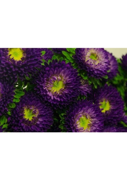 10 Adet Aster Valkyrija Purple Yellow Tohumu