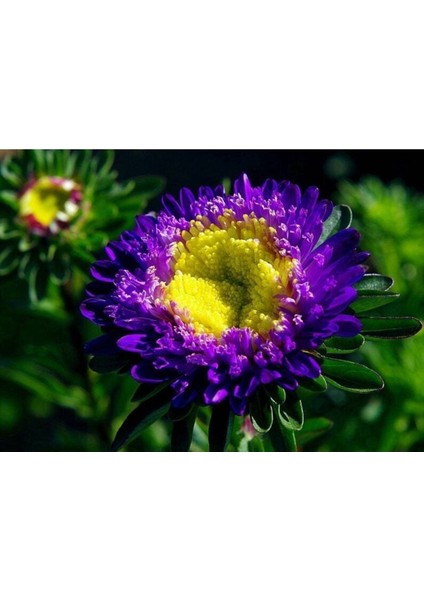10 Adet Aster Valkyrija Purple Yellow Tohumu
