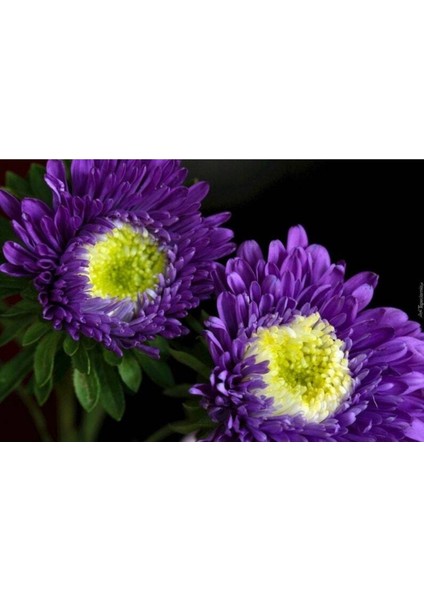 10 Adet Aster Valkyrija Purple Yellow Tohumu