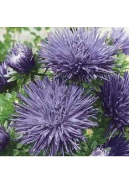 10 Adet Natural Aster Angora Tohumu