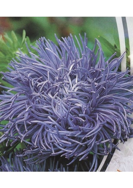 10 Adet Natural Aster Angora Tohumu