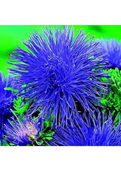 10 Adet Natural Aster Angora Tohumu