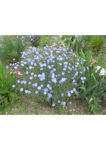 10 Adet Blue Flax (Prairie Flax / Lewis Blue Flax) Tohumu