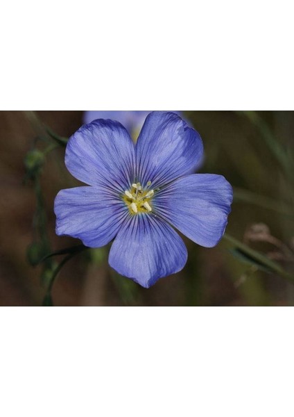 10 Adet Blue Flax (Prairie Flax / Lewis Blue Flax) Tohumu