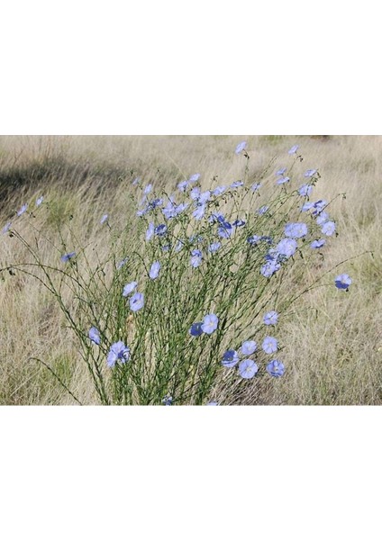 10 Adet Blue Flax (Prairie Flax / Lewis Blue Flax) Tohumu