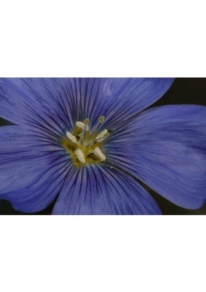 10 Adet Blue Flax (Prairie Flax / Lewis Blue Flax) Tohumu