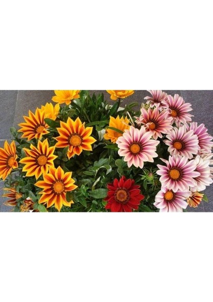 10 Adet White Gazania Tohumu
