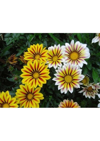 10 Adet White Gazania Tohumu