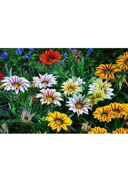 10 Adet White Gazania Tohumu