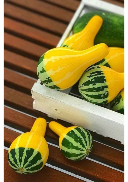 Sarı Yeşil Süs Kabağı Tohumu / 5 Adet Tohum