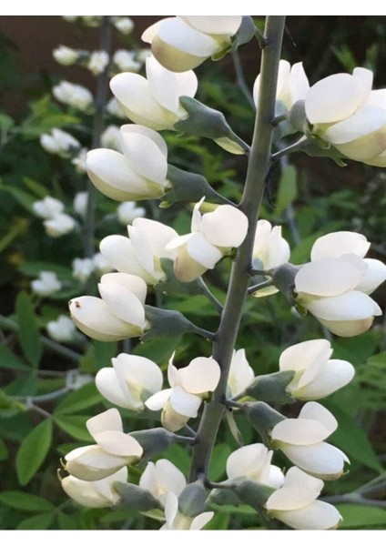 10 Adet White Wild Indigo Tohumu