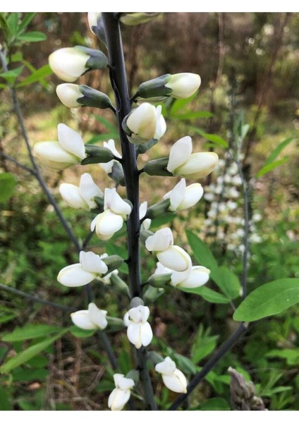 10 Adet White Wild Indigo Tohumu