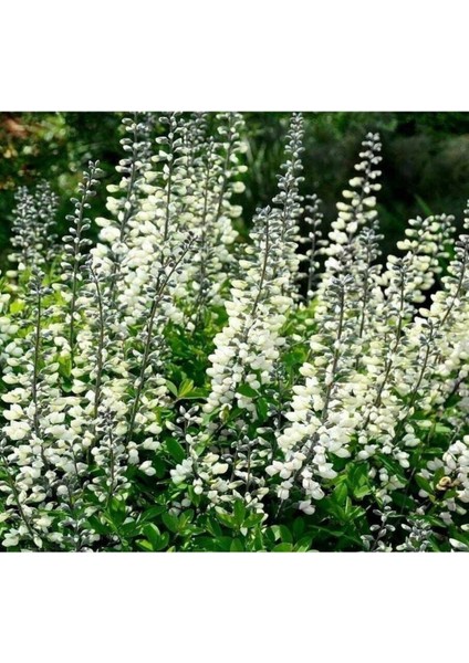 10 Adet White Wild Indigo Tohumu