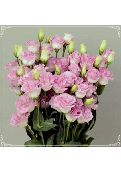 5 Adet Papillon Pink Blush Lisianthus Tohumu