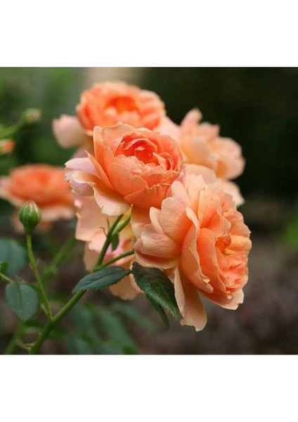 5 Adet Orange Rose Gül Tohumu