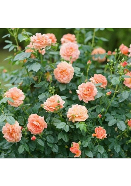 5 Adet Orange Rose Gül Tohumu