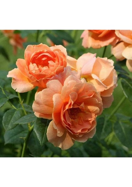 5 Adet Orange Rose Gül Tohumu