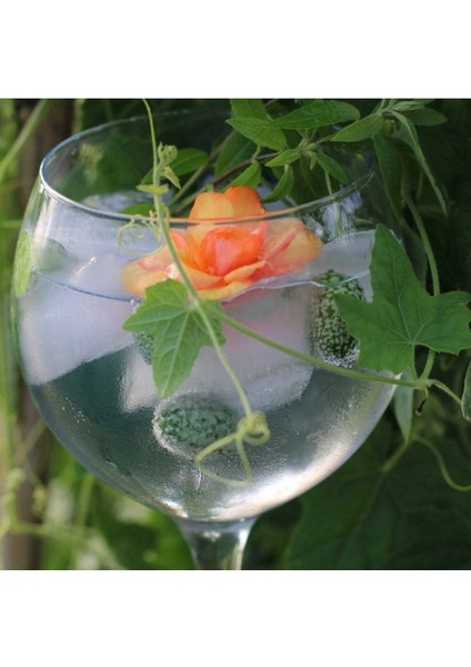 10 Adet Cucamelon Vine Tohumu