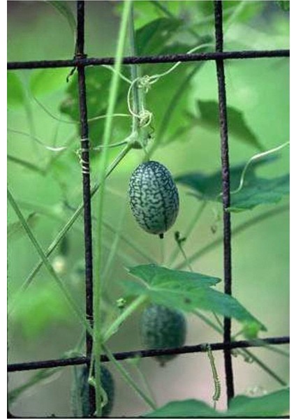 10 Adet Cucamelon Vine Tohumu