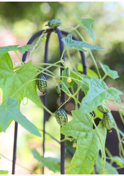 10 Adet Cucamelon Vine Tohumu