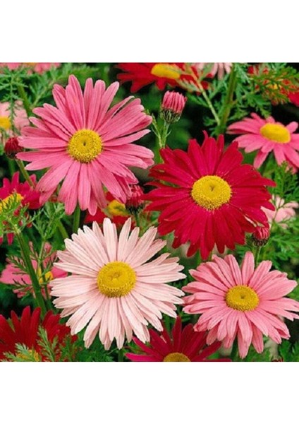20 Adet Mixed Colors Robınsons Paınted Daısy Tohumu