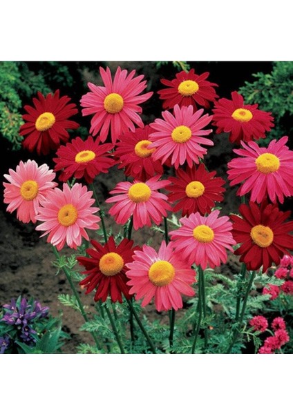 20 Adet Mixed Colors Robınsons Paınted Daısy Tohumu
